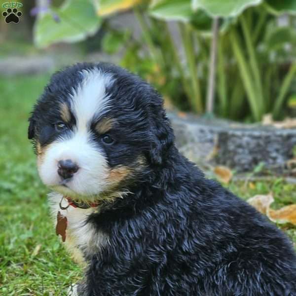 Oscar, Bernese Mountain Dog Puppy